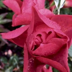 'Cinco De Mayo' Rosa X 'Cinco De Mayo' (Buketrose) A-Kvalitet,- Barrods Roser Min. 3 Grene 4 'Cinco De Mayo' Rosa X 'Cinco De Mayo' (Buketrose) A-Kvalitet,- Barrods Roser Min. 3 Grene -Plantetorvet p30915 51460 rosa cinco de mayo buketrose ec12