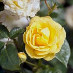 'Julia Child' Rosa X 'Julia Child' (Buketrose) A-Kvalitet,- Barrods Roser Min. 3 Grene -Plantetorvet p30983 51573 rosa x julia child buketrose 52cd