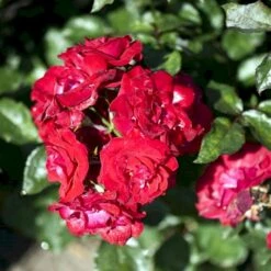 'Nina Weibull' Rosa X 'Nina Weibull' (Buketrose) A-Kvalitet,- Barrods Roser Min. 3 Grene -Plantetorvet p309 51636 rosa x nina weibull buketrose bac7