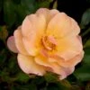 'Linnaeus'™ Rosa X 'Linnaeus'™ (Bunddækkerose) A-Kvalitet,- Barrods Roser Min. 3 Grene 2 'Linnaeus'™ Rosa X 'Linnaeus'™ (Bunddækkerose) A-Kvalitet,- Barrods Roser Min. 3 Grene -Plantetorvet p31002 52078 rosa x linnaeus bunddaekkerose 1ed6