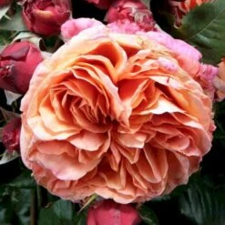 'Mary Ann'® Rosa X 'Mary Ann'® (Storblomstrende) A-Kvalitet,- Barrods Roser Min. 3 Grene 4 'Mary Ann'® Rosa X 'Mary Ann'® (Storblomstrende) A-Kvalitet,- Barrods Roser Min. 3 Grene -Plantetorvet p31018 53340 rosa x mary ann storblomstrende c8b0