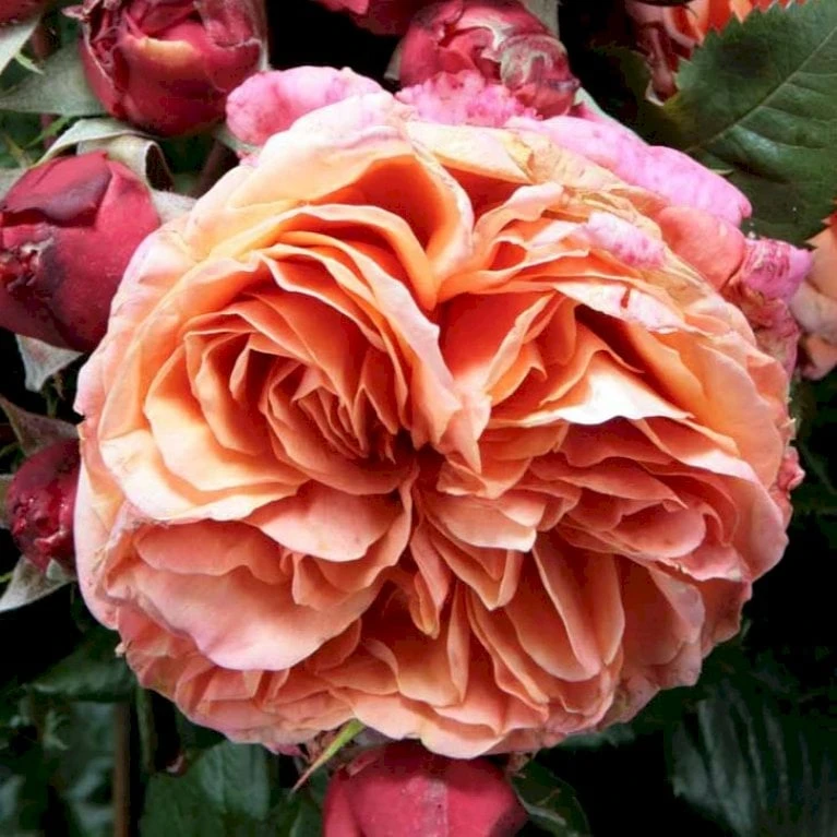 'Mary Ann'® Rosa X 'Mary Ann'® (Storblomstrende) A-Kvalitet,- barrods roser min. 3 grene 'Mary Ann'® Rosa X 'Mary Ann'® (Storblomstrende) A-Kvalitet,- Barrods Roser Min. 3 Grene -Plantetorvet p31018 53340 rosa x mary ann storblomstrende c8b0