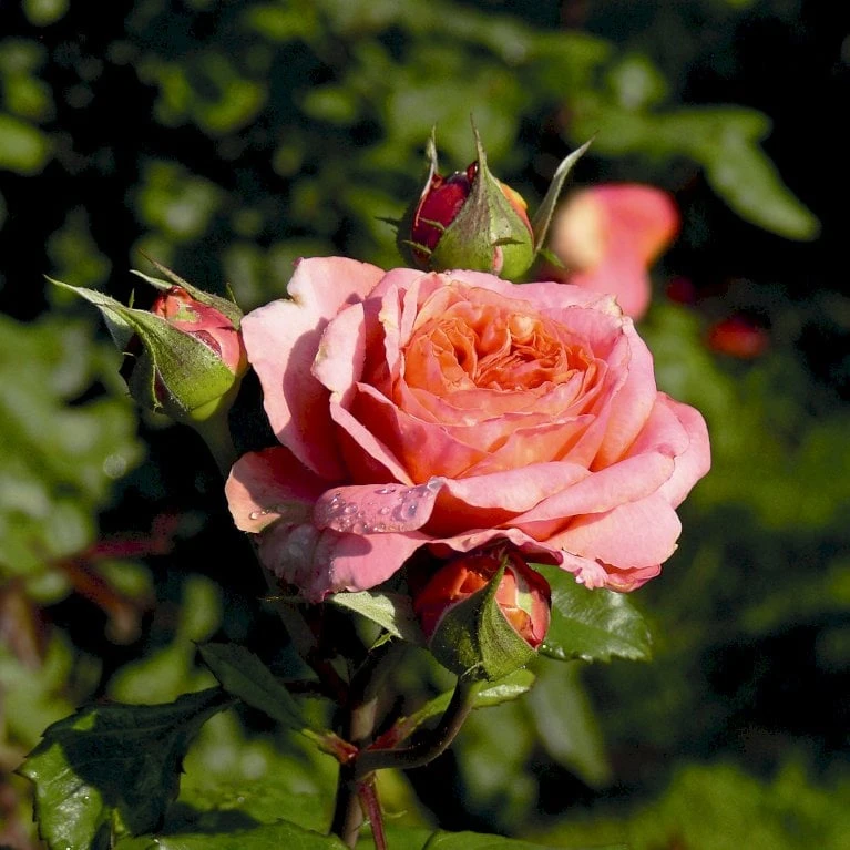 'Mary Ann'® Rosa X 'Mary Ann'® (Storblomstrende) A-Kvalitet,- barrods roser min. 3 grene 'Mary Ann'® Rosa X 'Mary Ann'® (Storblomstrende) A-Kvalitet,- Barrods Roser Min. 3 Grene -Plantetorvet p31018 53985 rosa x mary ann storblomstrende cb00