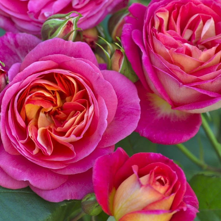 'Midsummer'® Rosa X 'Midsummer'® (Buketrose) A-Kvalitet,- barrods roser min. 3 grene 'Midsummer'® Rosa X 'Midsummer'® (Buketrose) A-Kvalitet,- Barrods Roser Min. 3 Grene -Plantetorvet p31022 54024 rosa x midsummer buketrose 39f5