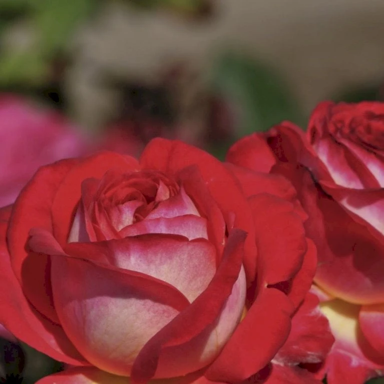 'Midsummer'® Rosa X 'Midsummer'® (Buketrose) A-Kvalitet,- barrods roser min. 3 grene 'Midsummer'® Rosa X 'Midsummer'® (Buketrose) A-Kvalitet,- Barrods Roser Min. 3 Grene -Plantetorvet p31022 54026 rosa x midsummer buketrose 8884