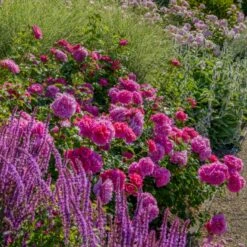 'Princess Anne'™ Rosa X 'Princess Anne'™ (Engelsk Rose) A-Kvalitet,- Barrods Roser Min. 3 Grene 4 'Princess Anne'™ Rosa X 'Princess Anne'™ (Engelsk Rose) A-Kvalitet,- Barrods Roser Min. 3 Grene -Plantetorvet p31057 53096 rosa x princess anne engelsk rose f2ee