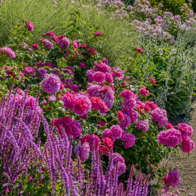 'Princess Anne'™ Rosa X 'Princess Anne'™ (Engelsk Rose) A-Kvalitet,- barrods roser min. 3 grene 'Princess Anne'™ Rosa X 'Princess Anne'™ (Engelsk Rose) A-Kvalitet,- Barrods Roser Min. 3 Grene -Plantetorvet p31057 53096 rosa x princess anne engelsk rose f2ee