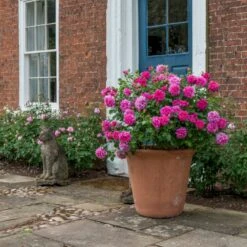 'Princess Anne'™ Rosa X 'Princess Anne'™ (Engelsk Rose) A-Kvalitet,- Barrods Roser Min. 3 Grene 5 'Princess Anne'™ Rosa X 'Princess Anne'™ (Engelsk Rose) A-Kvalitet,- Barrods Roser Min. 3 Grene -Plantetorvet p31057 53097 rosa x princess anne engelsk rose 90fa