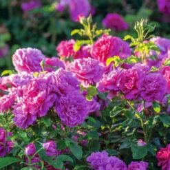 'Princess Anne'™ Rosa X 'Princess Anne'™ (Engelsk Rose) A-Kvalitet,- Barrods Roser Min. 3 Grene 6 'Princess Anne'™ Rosa X 'Princess Anne'™ (Engelsk Rose) A-Kvalitet,- Barrods Roser Min. 3 Grene -Plantetorvet p31057 53098 rosa x princess anne engelsk rose afdd