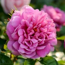 'Princess Anne'™ Rosa X 'Princess Anne'™ (Engelsk Rose) A-Kvalitet,- Barrods Roser Min. 3 Grene 7 'Princess Anne'™ Rosa X 'Princess Anne'™ (Engelsk Rose) A-Kvalitet,- Barrods Roser Min. 3 Grene -Plantetorvet p31057 53099 rosa x princess anne engelsk rose 069f