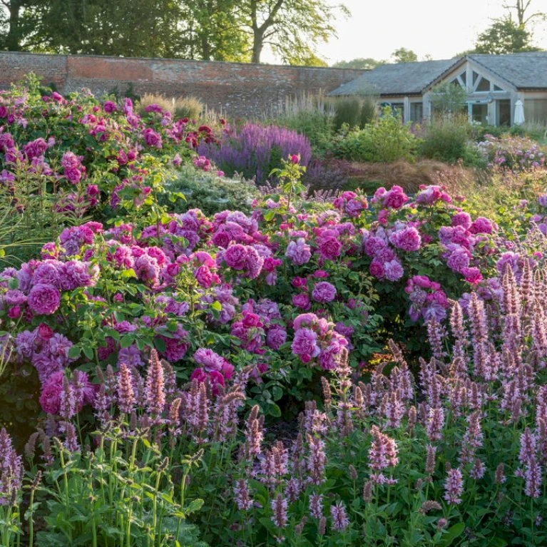 'Princess Anne'™ Rosa X 'Princess Anne'™ (Engelsk Rose) A-Kvalitet,- barrods roser min. 3 grene 'Princess Anne'™ Rosa X 'Princess Anne'™ (Engelsk Rose) A-Kvalitet,- Barrods Roser Min. 3 Grene -Plantetorvet p31057 53100 rosa x princess anne engelsk rose 5a33