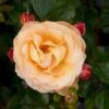 'Trakai'™ Palace'® Rosa X 'Trakai'™ Palace'® (Palacerose) A-Kvalitet,- Barrods Roser Min. 3 Grene 1 'Trakai'™ Palace'® Rosa X 'Trakai'™ Palace'® (Palacerose) A-Kvalitet,- Barrods Roser Min. 3 Grene -Plantetorvet p31117 51918 rosa x trakai palace palacerose a524