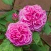 'Gertrude Jekyll' Rosa X 'Gertrude Jekyll' (Engelsk Rose) A-Kvalitet,- Barrods Roser Min. 3 Grene 1 'Gertrude Jekyll' Rosa X 'Gertrude Jekyll' (Engelsk Rose) A-Kvalitet,- Barrods Roser Min. 3 Grene -Plantetorvet p3119 52996 rosa x gertrude jekyll engelsk rose 8b36