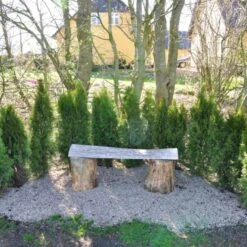 Hækthuja 'Smaragd' Thuja Occidentalis 'Smaragd' Med Klump,- 150-175 Cm.