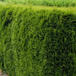 Hækthuja 'Smaragd' Thuja Occidentalis 'Smaragd' Med Klump, - 80-100 Cm -Plantetorvet p3129 52858 thuja occidentalis smaragd 9b78 1