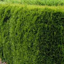 Hækthuja 'Smaragd' - Thuja Occidentalis 'Smaragd' - Hækplanter -Plantetorvet p3129 52858 thuja occidentalis smaragd 9b78