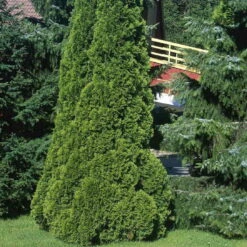 Hækthuja 'Smaragd' - Thuja Occidentalis 'Smaragd' - Hækplanter