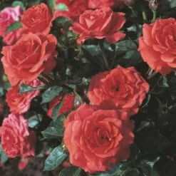 'Orange Juwel'® Rosa X 'Orange Juwel'® (Miniaturerose) A-Kvalitet,- Barrods Roser Min. 3 Grene -Plantetorvet p312 53618 rosa x orange juwel miniaturerose 8cf3