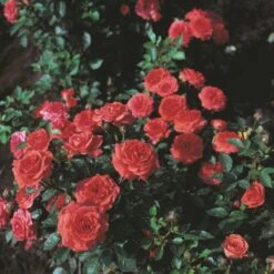 'Orange Juwel'® Rosa X 'Orange Juwel'® (Miniaturerose) A-Kvalitet,- Barrods Roser Min. 3 Grene -Plantetorvet p312 53619 rosa x orange juwel miniaturerose 50c0