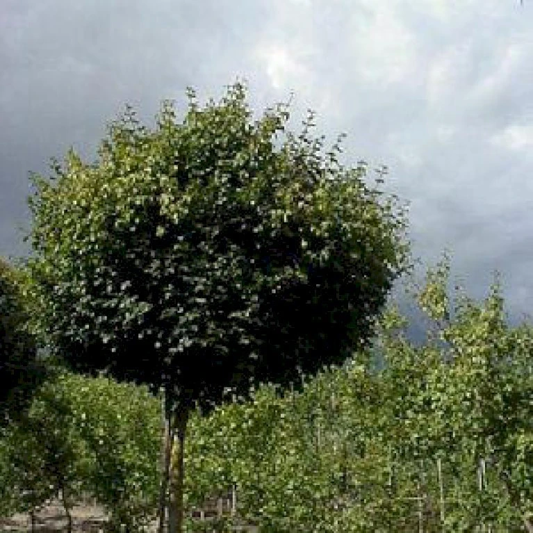Kugle-Naur Acer Campestre 'Nanum' Opstammet 180 cm. med potte Kugle-Naur Acer Campestre 'Nanum' Opstammet 180 Cm. Med Potte -Plantetorvet p3143 2403 acer campestre nanum 99c4