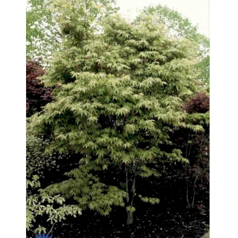 Japansk Ahorn Acer Palmatum Med klump,- 150-175 cm. Japansk Ahorn Acer Palmatum Med Klump,- 150-175 Cm. -Plantetorvet p3147 30104 acer palmatum 2a6b