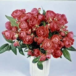 'Orange Morsdag' Rosa X 'Orange Morsdag' (Miniaturerose) A-Kvalitet,- Barrods Roser Min. 3 Grene -Plantetorvet p314 51645 rosa x orange morsdag miniaturerose f776