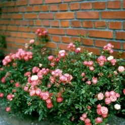 'Orange Morsdag' Rosa X 'Orange Morsdag' (Miniaturerose) A-Kvalitet,- Barrods Roser Min. 3 Grene -Plantetorvet p314 51646 rosa x orange morsdag miniaturerose 2333