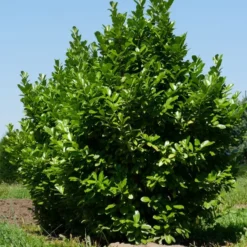 Hæk-Kirsebærlaurbær 'Rotundifolia' Prunus Laurocerasus 'Rotundifolia' Potte 10 Liter,- 100-125 Cm.