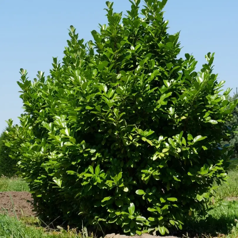 Hæk-Kirsebærlaurbær 'Rotundifolia' Prunus Laurocerasus 'Rotundifolia' Potte 10 liter,- 100-125 cm. Hæk-Kirsebærlaurbær 'Rotundifolia' Prunus Laurocerasus 'Rotundifolia' Potte 10 Liter,- 100-125 Cm. -Plantetorvet p3166 52809 prunus laurocerasus rotundifolia ac57