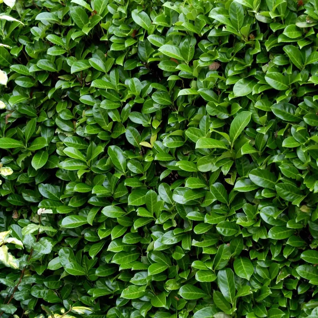 Hæk-Kirsebærlaurbær 'Rotundifolia' Prunus Laurocerasus 'Rotundifolia' Potte 10 liter,- 100-125 cm. Hæk-Kirsebærlaurbær 'Rotundifolia' Prunus Laurocerasus 'Rotundifolia' Potte 10 Liter,- 100-125 Cm. -Plantetorvet p3166 52810 prunus laurocerasus rotundifolia 617d