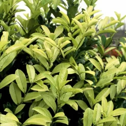 Hæk-Kirsebærlaurbær 'Rotundifolia' Prunus Laurocerasus 'Rotundifolia' Potte 10 Liter,- 100-125 Cm. 5 Hæk-Kirsebærlaurbær 'Rotundifolia' Prunus Laurocerasus 'Rotundifolia' Potte 10 Liter,- 100-125 Cm. -Plantetorvet p3166 52811 prunus laurocerasus rotundifolia 46c3