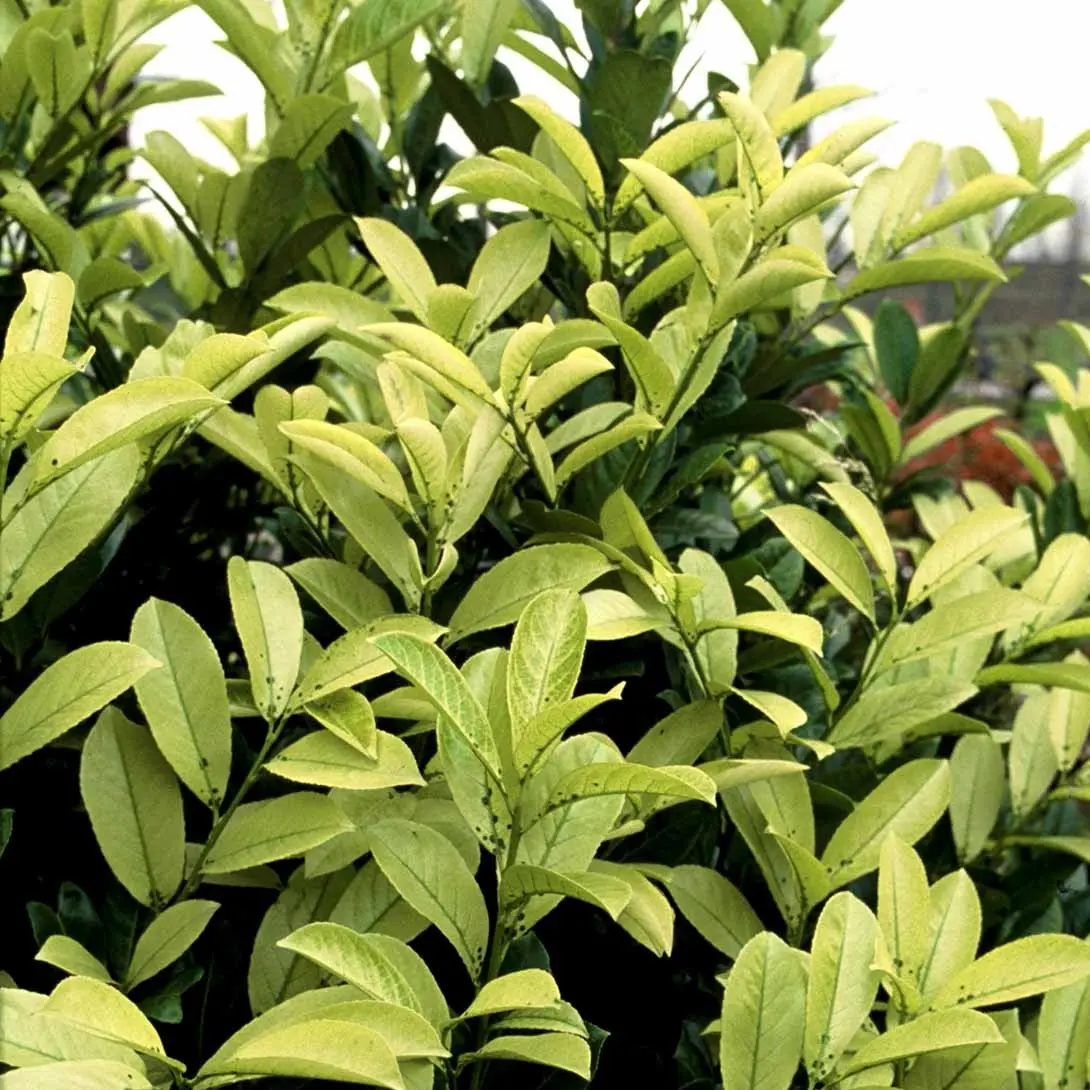 Hæk-Kirsebærlaurbær 'Rotundifolia' Prunus Laurocerasus 'Rotundifolia' Potte 10 liter,- 100-125 cm. Hæk-Kirsebærlaurbær 'Rotundifolia' Prunus Laurocerasus 'Rotundifolia' Potte 10 Liter,- 100-125 Cm. -Plantetorvet p3166 52811 prunus laurocerasus rotundifolia 46c3