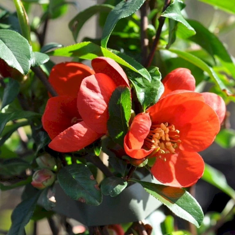 Japansk Kvæde 'Crimson And Gold' Chaenomeles Hyb. 'Crimson And Gold' 3,5 liter potte Japansk Kvæde 'Crimson And Gold' Chaenomeles Hyb. 'Crimson And Gold' 3,5 Liter Potte -Plantetorvet p31725 40739 chaenomeles hyb crimson and gold 2595