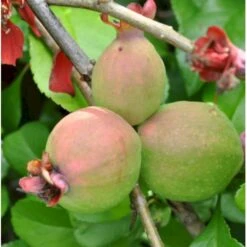 Japansk Kvæde 'Crimson And Gold' Chaenomeles Hyb. 'Crimson And Gold' 3,5 Liter Potte 4 Japansk Kvæde 'Crimson And Gold' Chaenomeles Hyb. 'Crimson And Gold' 3,5 Liter Potte -Plantetorvet p31725 40740 chaenomeles hyb crimson and gold 4412