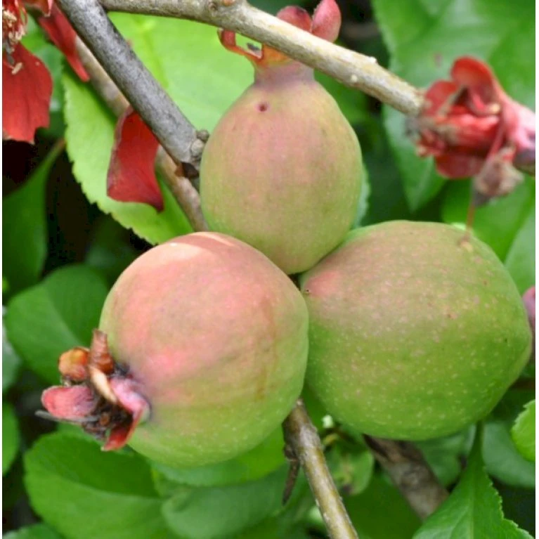 Japansk Kvæde 'Crimson And Gold' Chaenomeles Hyb. 'Crimson And Gold' 3,5 liter potte Japansk Kvæde 'Crimson And Gold' Chaenomeles Hyb. 'Crimson And Gold' 3,5 Liter Potte -Plantetorvet p31725 40740 chaenomeles hyb crimson and gold 4412
