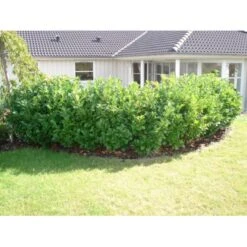 Kirsebærlaurbær 'Etna' Prunus Laurocerasus 'Etna' Potte 5,0 Liter,- 80-100 Cm. -Plantetorvet p3179 30027 prunus laurocerasus etna 6222 1