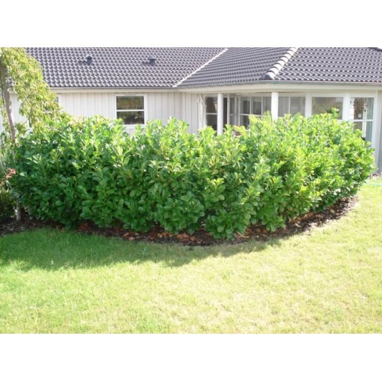 Kirsebærlaurbær 'Etna' Prunus Laurocerasus 'Etna' Med klump,- 80-100 cm. Kirsebærlaurbær 'Etna' Prunus Laurocerasus 'Etna' Med Klump,- 80-100 Cm. -Plantetorvet p3179 30027 prunus laurocerasus etna 6222 4