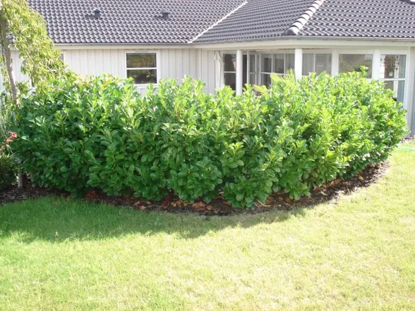 Kirsebærlaurbær 'Etna' Prunus Laurocerasus 'Etna' Med klump,- 125-150 cm. Kirsebærlaurbær 'Etna' Prunus Laurocerasus 'Etna' Med Klump,- 125-150 Cm. -Plantetorvet p3179 30027 prunus laurocerasus etna 6222