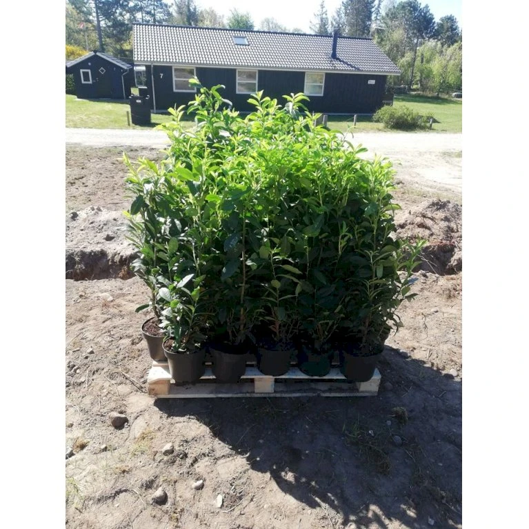 Kirsebærlaurbær 'Etna' Prunus Laurocerasus 'Etna' Potte 10 liter,- 60-80 cm. Kirsebærlaurbær 'Etna' Prunus Laurocerasus 'Etna' Potte 10 Liter,- 60-80 Cm. -Plantetorvet p3179 33639 prunus laurocerasus etna f54d