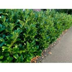 Kirsebærlaurbær 'Etna' Prunus Laurocerasus 'Etna' Potte 5,0 Liter,- 80-100 Cm. -Plantetorvet p3179 34070 prunus laurocerasus etna fe24 1