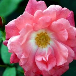 'Pernille Poulsen' Rosa X 'Pernille Poulsen' (Buketrose) A-Kvalitet,- Barrods Roser Min. 3 Grene 4 'Pernille Poulsen' Rosa X 'Pernille Poulsen' (Buketrose) A-Kvalitet,- Barrods Roser Min. 3 Grene -Plantetorvet p317 51649 rosa x pernille poulsen buketrose f64f
