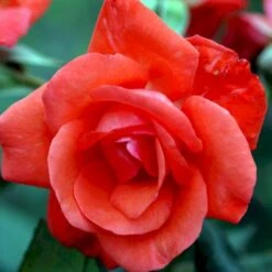 'Piccolo'® Rosa X 'Piccolo'® (Miniaturerose) A-Kvalitet,- Barrods Roser Min. 3 Grene -Plantetorvet p318 51656 rosa x piccolo miniaturerose b208