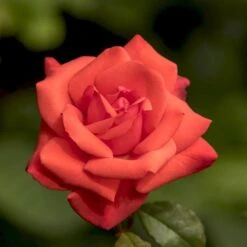 'Piccolo'® Rosa X 'Piccolo'® (Miniaturerose) A-Kvalitet,- Barrods Roser Min. 3 Grene -Plantetorvet p318 54032 rosa x piccolo miniaturerose d314