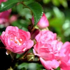 'Pink The Fairy' Rosa X 'Pink The Fairy' (Bunddækkerose) A-Kvalitet,- Barrods Roser Min. 3 Grene -Plantetorvet p319 51659 rosa x pink the fairy bunddaekkerose ecbb