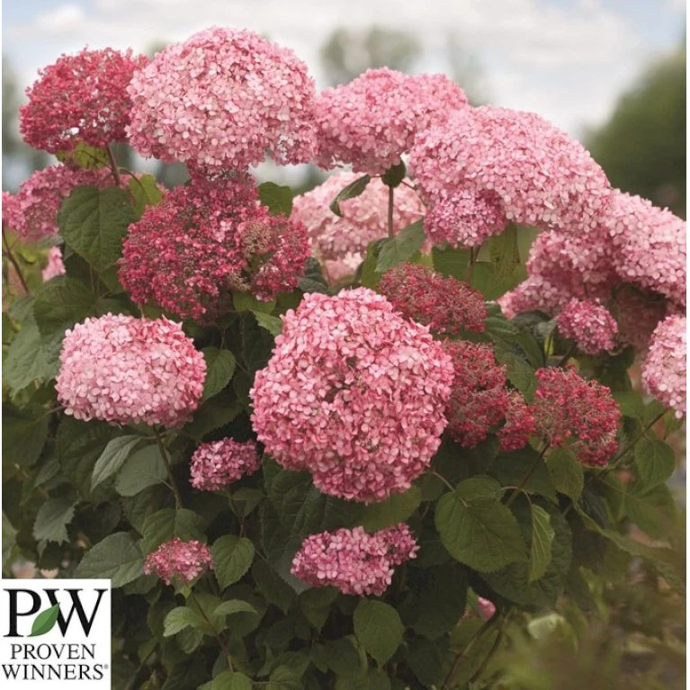 Træagtig Hortensia 'Invinc. Pink Annabelle'' Hydrangea Arb. 'invinc. Pink Annabelle'' Potte 3,0 liter,- 25-30 cm. Træagtig Hortensia 'Invinc. Pink Annabelle'' Hydrangea Arb. 'invinc. Pink Annabelle'' Potte 3,0 Liter,- 25-30 Cm. -Plantetorvet p32083 35997 hydrangea arb invinc pink annabelle 3439