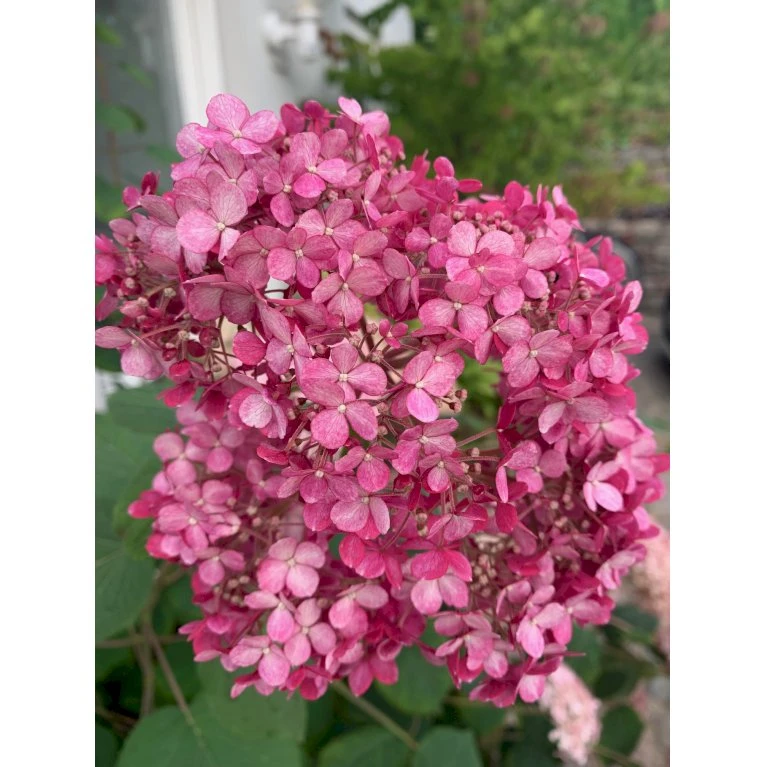 Træagtig Hortensia 'Invinc. Pink Annabelle'' Hydrangea Arb. 'invinc. Pink Annabelle'' Potte 3,0 liter,- 25-30 cm. Træagtig Hortensia 'Invinc. Pink Annabelle'' Hydrangea Arb. 'invinc. Pink Annabelle'' Potte 3,0 Liter,- 25-30 Cm. -Plantetorvet p32083 35998 hydrangea arb invinc pink annabelle 7775