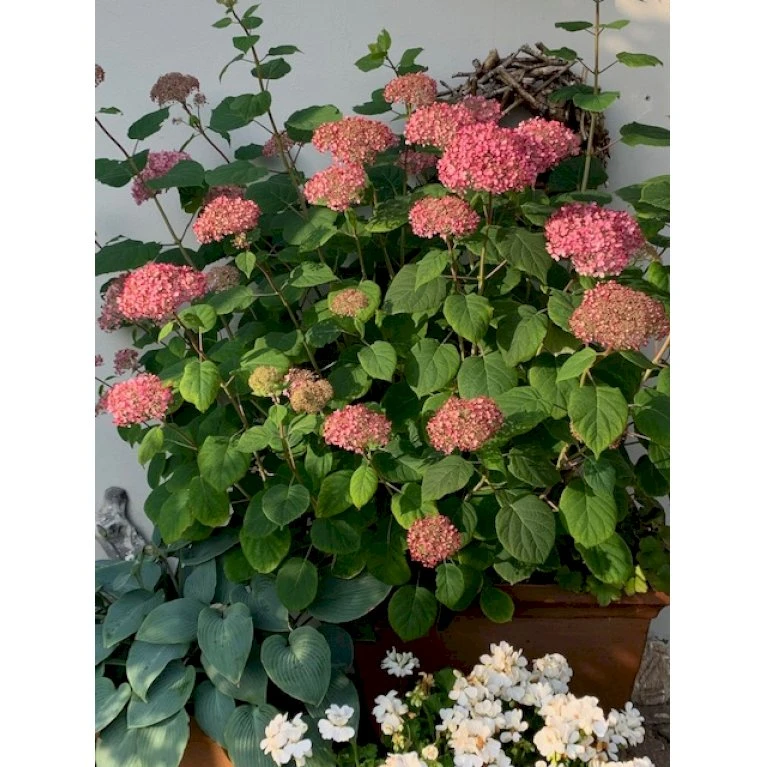 Træagtig Hortensia 'Invinc. Pink Annabelle'' Hydrangea Arb. 'invinc. Pink Annabelle'' Potte 3,0 liter,- 25-30 cm. Træagtig Hortensia 'Invinc. Pink Annabelle'' Hydrangea Arb. 'invinc. Pink Annabelle'' Potte 3,0 Liter,- 25-30 Cm. -Plantetorvet p32083 36000 hydrangea arb invinc pink annabelle 4226
