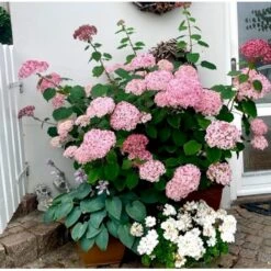Træagtig Hortensia 'Invinc. Pink Annabelle'' Hydrangea Arb. 'invinc. Pink Annabelle'' Potte 3,0 Liter,- 25-30 Cm. 7 Træagtig Hortensia 'Invinc. Pink Annabelle'' Hydrangea Arb. 'invinc. Pink Annabelle'' Potte 3,0 Liter,- 25-30 Cm. -Plantetorvet p32083 38907 hydrangea arb invinc pink annabelle 029f
