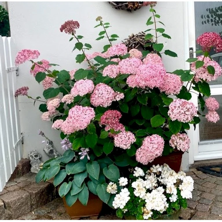 Træagtig Hortensia 'Invinc. Pink Annabelle'' Hydrangea Arb. 'invinc. Pink Annabelle'' Potte 3,0 liter,- 25-30 cm. Træagtig Hortensia 'Invinc. Pink Annabelle'' Hydrangea Arb. 'invinc. Pink Annabelle'' Potte 3,0 Liter,- 25-30 Cm. -Plantetorvet p32083 38907 hydrangea arb invinc pink annabelle 029f