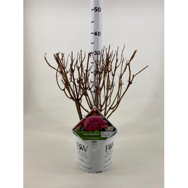 Træagtig Hortensia 'Invinc. Pink Annabelle'' Hydrangea Arb. 'invinc. Pink Annabelle'' Potte 3,0 liter,- 25-30 cm. Træagtig Hortensia 'Invinc. Pink Annabelle'' Hydrangea Arb. 'invinc. Pink Annabelle'' Potte 3,0 Liter,- 25-30 Cm. -Plantetorvet p32083 42788 hydrangea arb invinc pink annabelle 8735